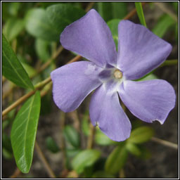 Lesser Periwinkle, Vinca minor, Finc�n beag