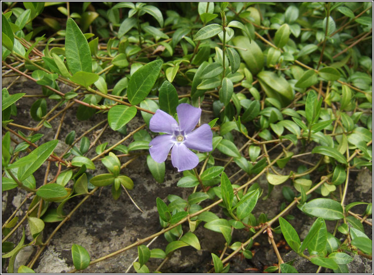 Lesser Periwinkle, Vinca minor, Finc�n beag