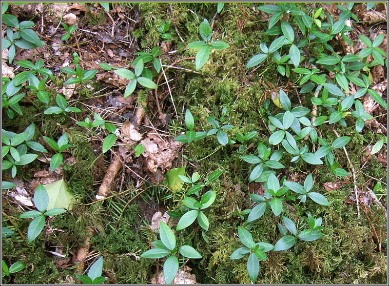 Lesser Periwinkle, Vinca minor, Finc�n beag