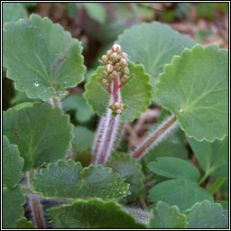 Kidney Saxifrage, Saxifraga hirsuta, M�r�n giobach