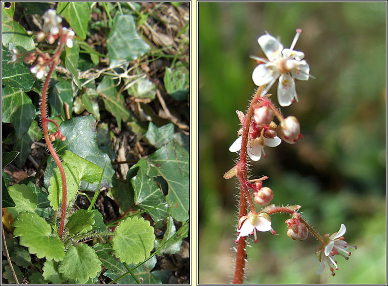 Kidney Saxifrage, Saxifraga hirsuta, M�r�n giobach