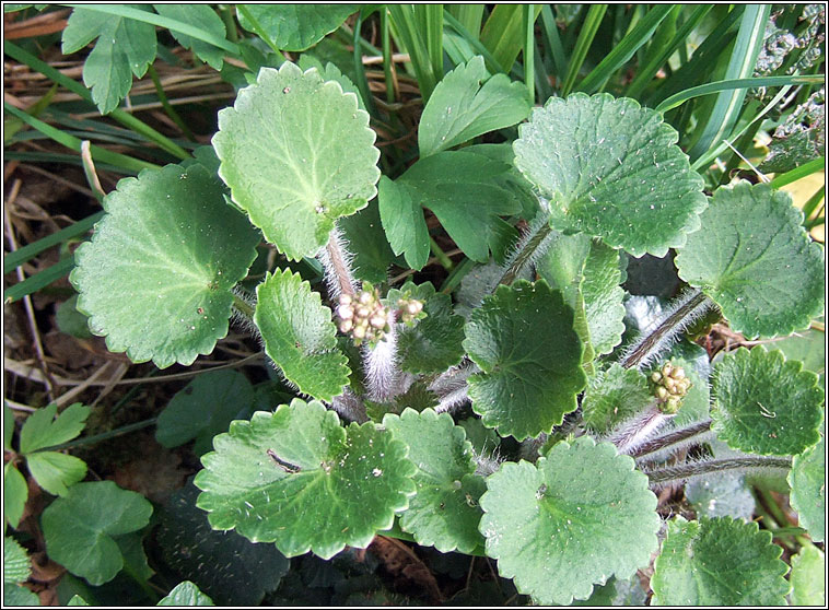 Kidney Saxifrage, Saxifraga hirsuta, M�r�n giobach