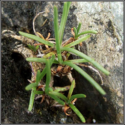 Sea Plantain, Plantago maritima, Sl�nlus mara