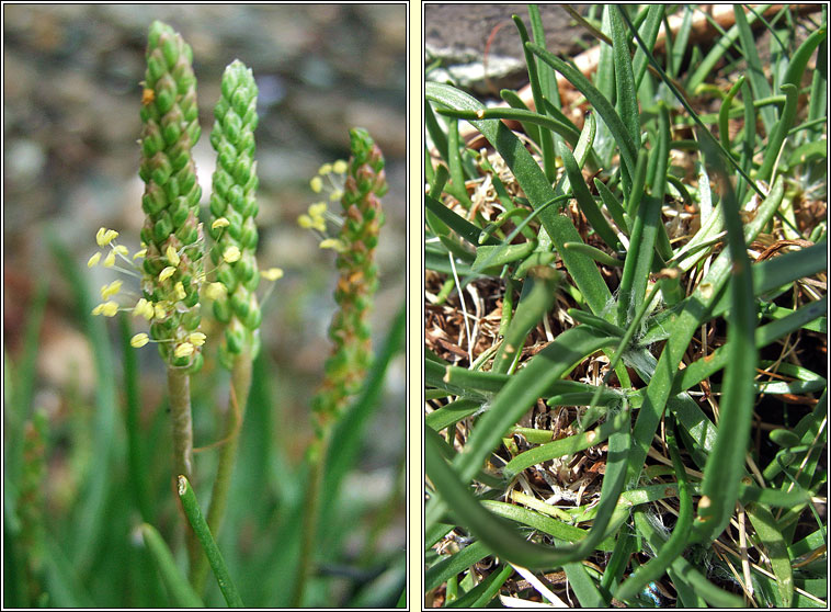 Sea Plantain, Plantago maritima, Sl�nlus mara