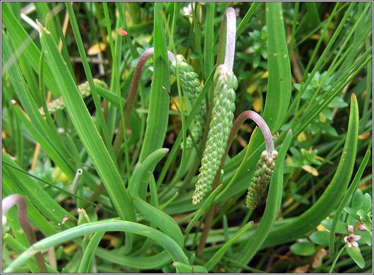 Sea Plantain, Plantago maritima, Sl�nlus mara