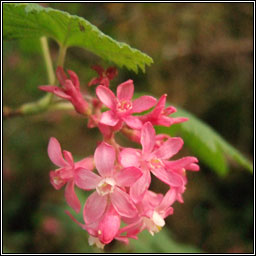 Flowering Currant, Ribes sanguineum, Cuir�n