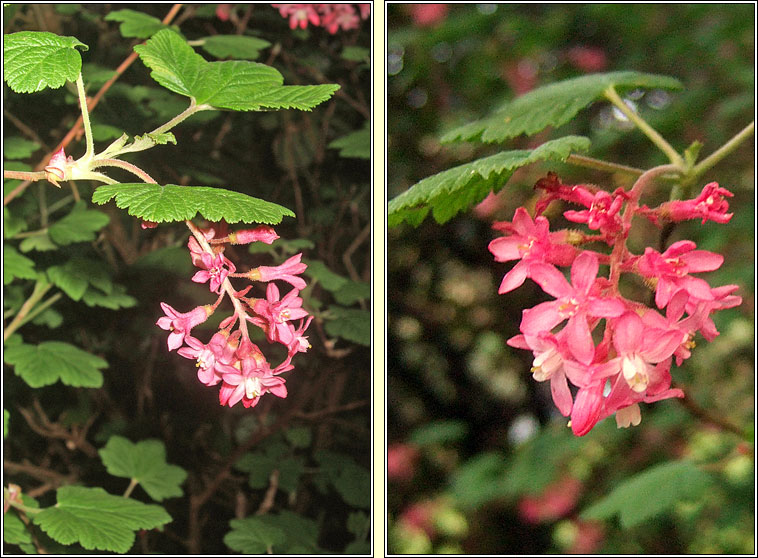 Flowering Currant, Ribes sanguineum, Cuir�n