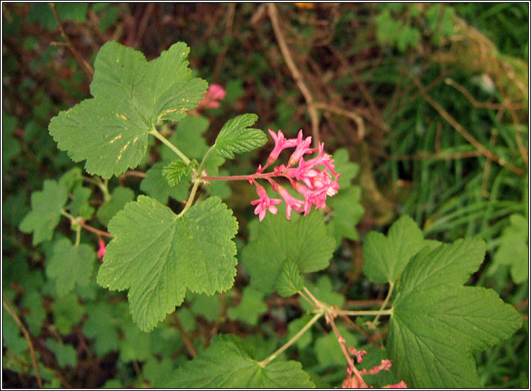 Flowering Currant, Ribes sanguineum, Cuir�n