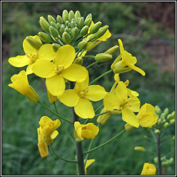 Rape, Brassica napus, R�ib