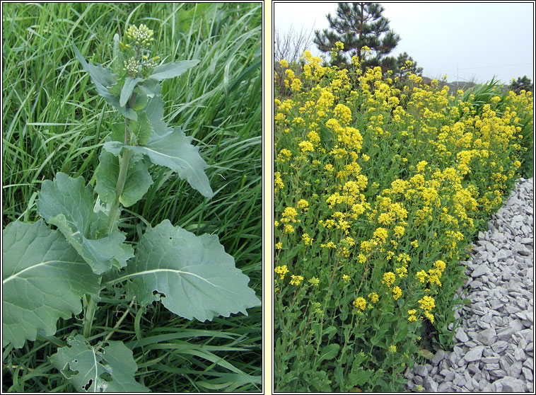 Rape, Brassica napus, R�ib