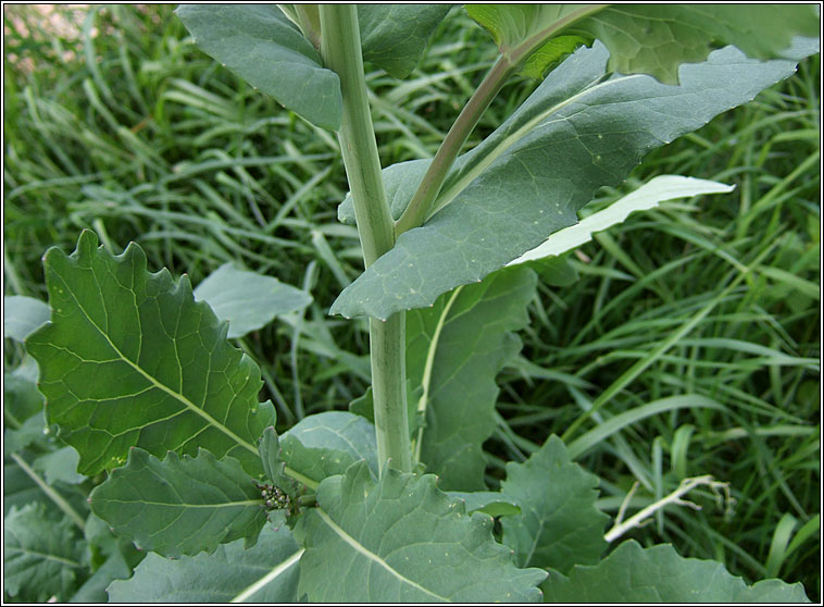Rape, Brassica napus, R�ib