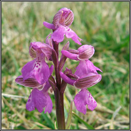 Green-winged Orchid, Anacamptis morio, Magairl�n f�itheach