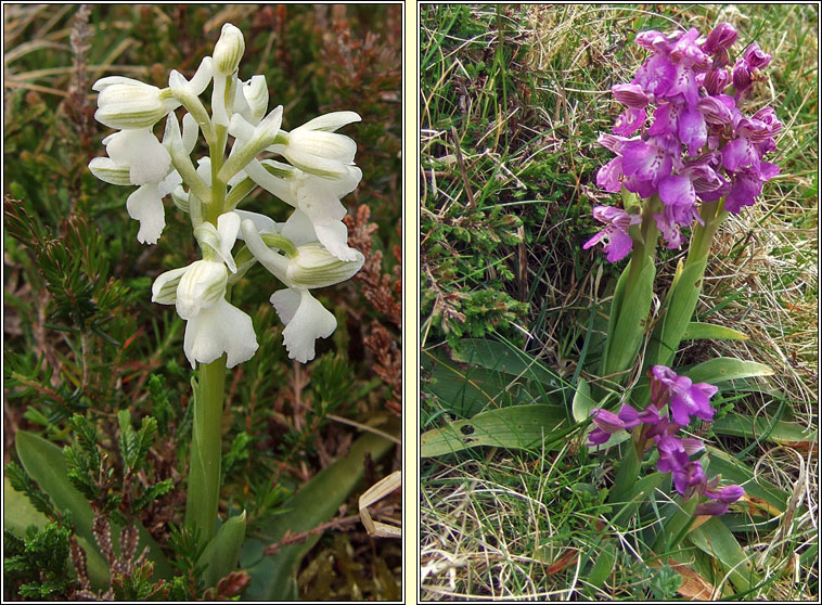 Green-winged Orchid, Anacamptis morio, Magairl�n f�itheach