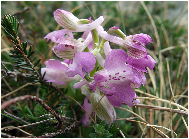 Green-winged Orchid, Anacamptis morio, Magairl�n f�itheach