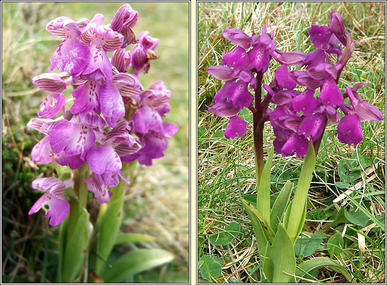 Green-winged Orchid, Anacamptis morio, Magairl�n f�itheach