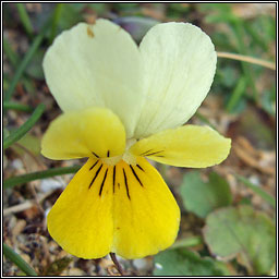 Sand Pansy, Viola tricolor subsp. curtisii, Goirm�n duimhche