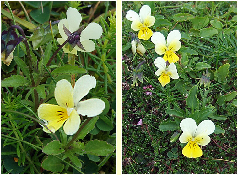 Sand Pansy, Viola tricolor subsp. curtisii, Goirm�n duimhche