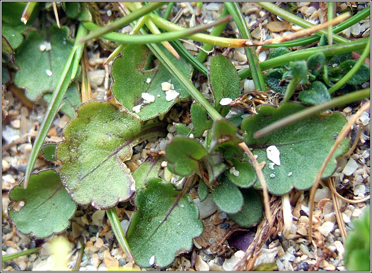 Sand Pansy, Viola tricolor subsp. curtisii, Goirm�n duimhche