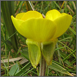 Bulbous Buttercup, Ranunculus bulbosus, Tuile thal�n
