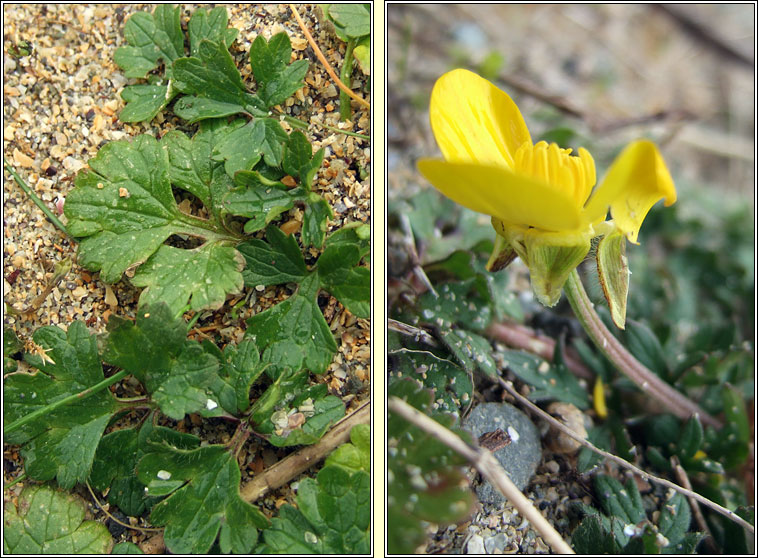 Bulbous Buttercup, Ranunculus bulbosus, Tuile thal�n