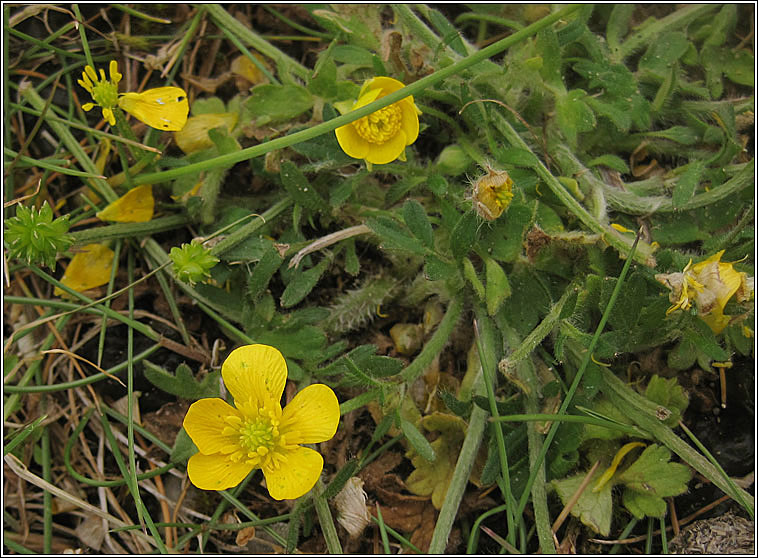 Bulbous Buttercup, Ranunculus bulbosus, Tuile thal�n
