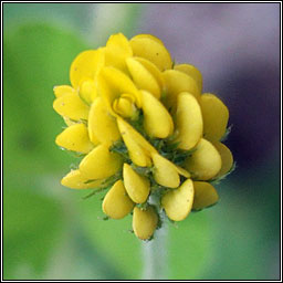 Black Medick, Medicago lupulina, D�mheidic
