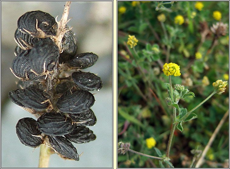 Black Medick, Medicago lupulina, D�mheidic