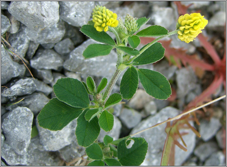 Black Medick, Medicago lupulina, D�mheidic