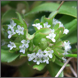 Cornsalad, Valerianella locusta, Ceathr� uain