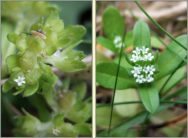 Cornsalad, Valerianella locusta, Ceathr� uain