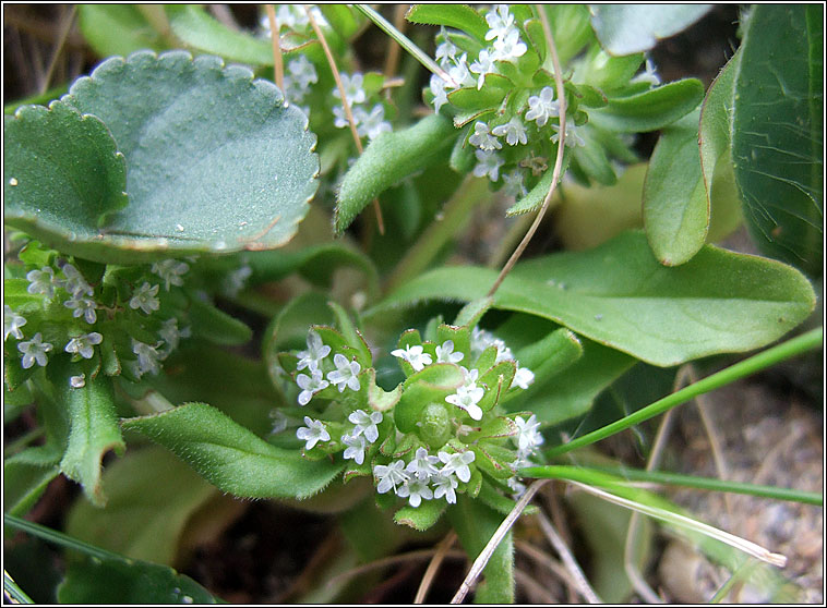 Cornsalad, Valerianella locusta, Ceathr� uain