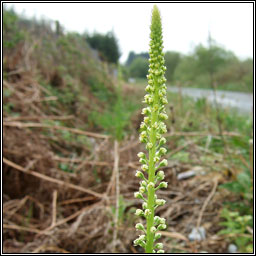 Weld, Reseda luteola, Bu� mor