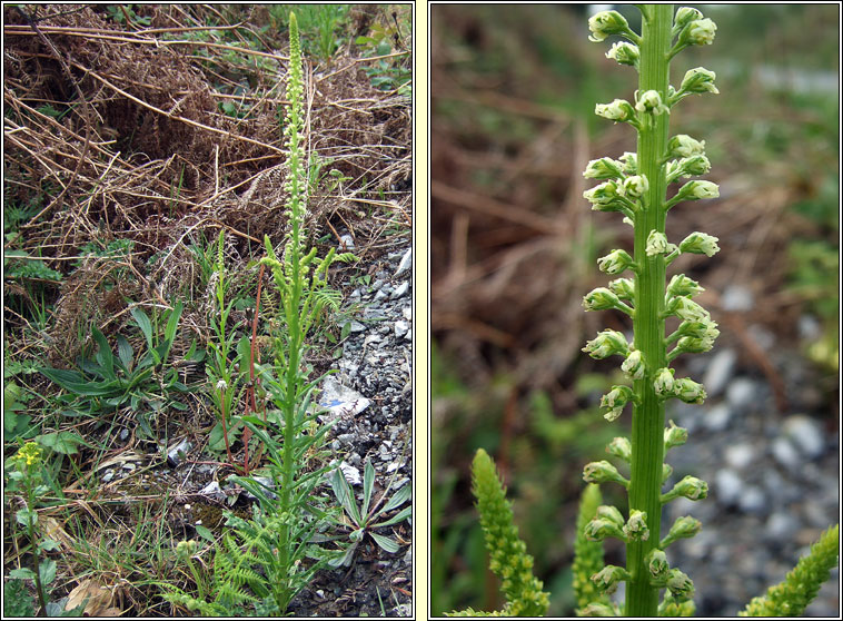 Weld, Reseda luteola, Bu� mor