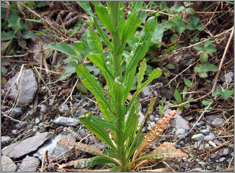 Weld, Reseda luteola, Bu� mor