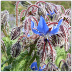 Borage, Borago officinalis, Borr�iste gorm