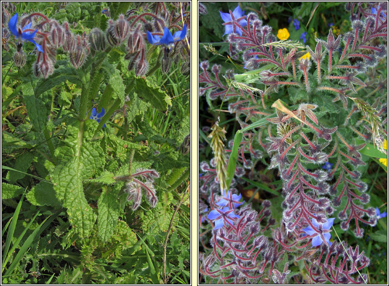 Borage, Borago officinalis, Borr�iste gorm
