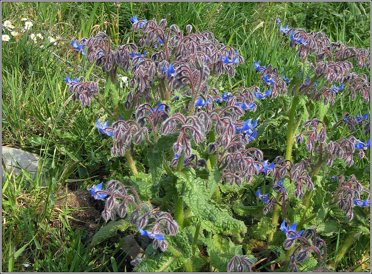 Borage, Borago officinalis, Borr�iste gorm