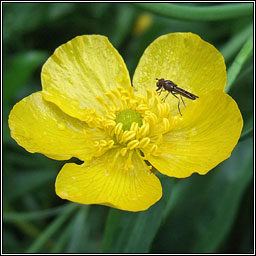 Greater Spearwort, Ranunculus lingua, Glasair l�ana mh�r