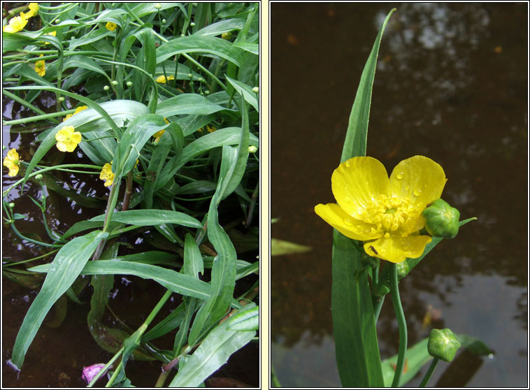 Greater Spearwort, Ranunculus lingua, Glasair l�ana mh�r