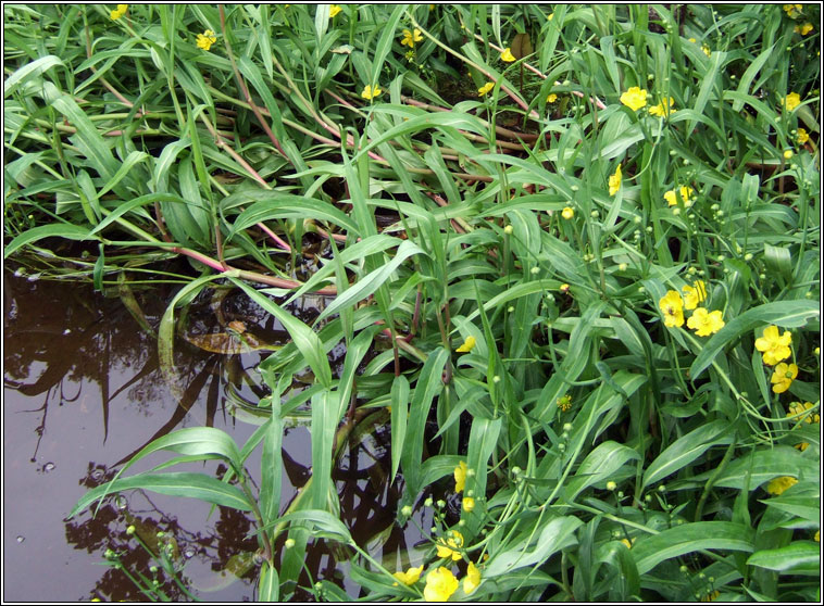 Greater Spearwort, Ranunculus lingua, Glasair l�ana mh�r