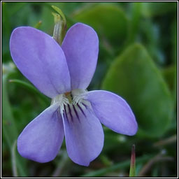 Heath Dog-violet, Viola canina, Sailchuach mh�na