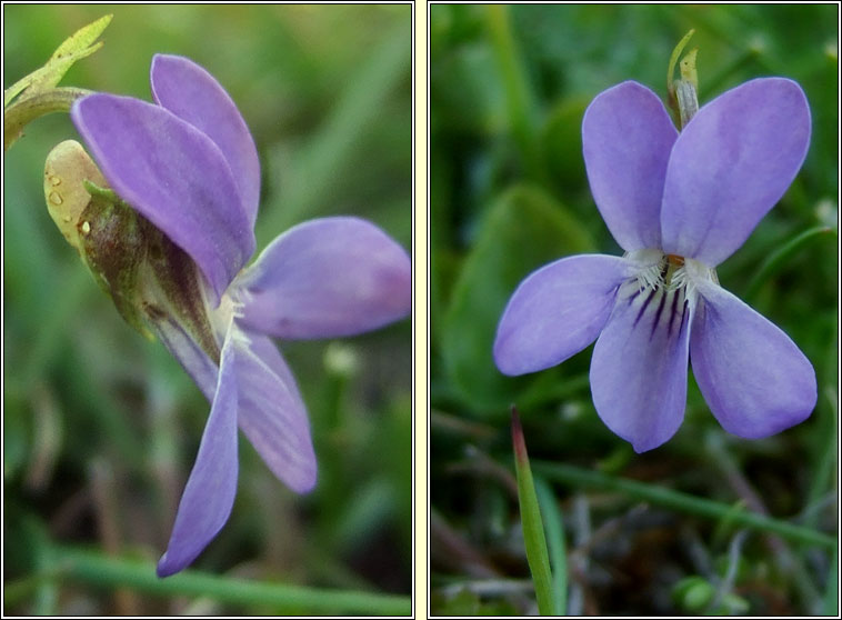 Heath Dog-violet, Viola canina, Sailchuach mh�na