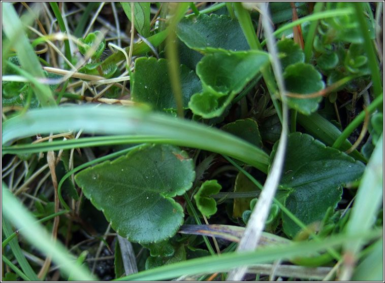 Heath Dog-violet, Viola canina, Sailchuach mh�na