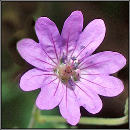 Hedgerow Crane's-bill, Geranium pyrenaicum, Crobh na bhf�l