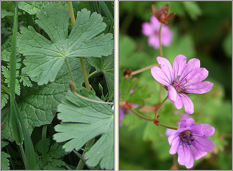 Hedgerow Crane's-bill, Geranium pyrenaicum, Crobh na bhf�l