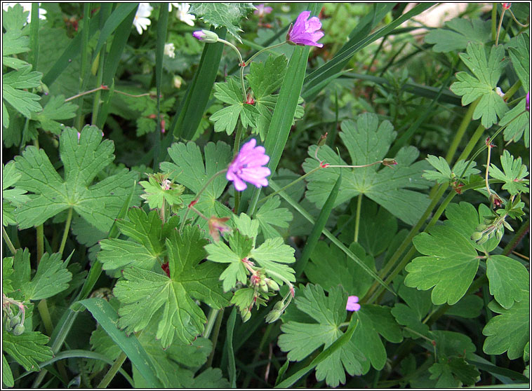 Hedgerow Crane's-bill, Geranium pyrenaicum, Crobh na bhf�l