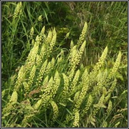 Wild Mignonette, Reseda lutea, Bu� beag
