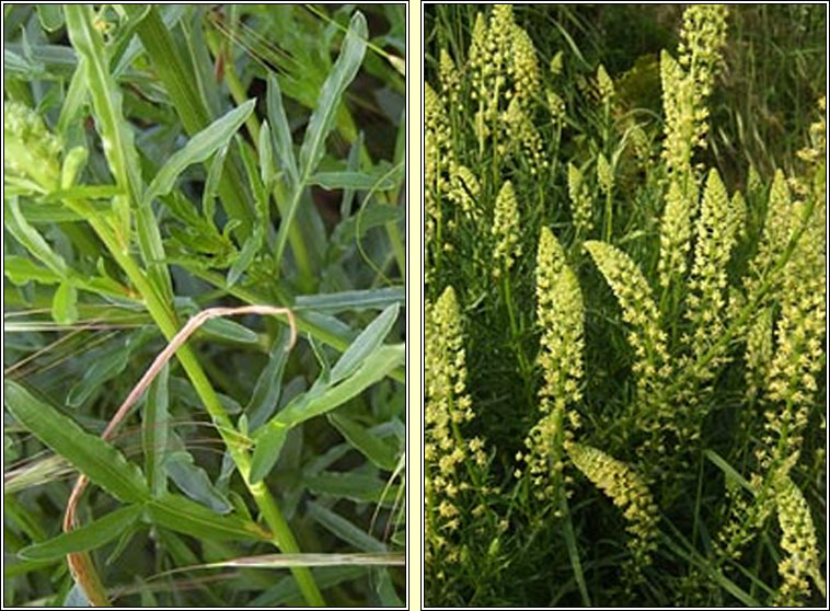 Wild Mignonette, Reseda lutea, Bu� beag