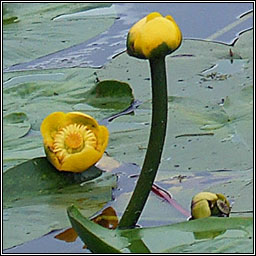 Yellow Water-lily, Nuphar lutea, Cabh�n abhann