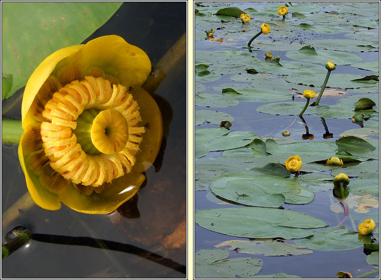 Yellow Water-lily, Nuphar lutea, Cabh�n abhann